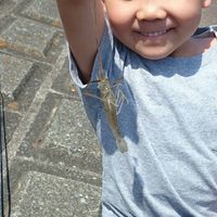 手長エビ釣り