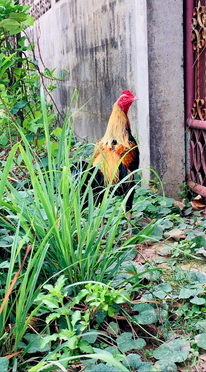 🐓 "อกตั้งหางกระดก" [พม่าผาหมอก ผลิตและพัฒนาโดย ฟ้าผ่าแล้ง]