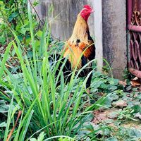 🐓 "อกตั้งหางกระดก" [พม่าผาหมอก ผลิตและพัฒนาโดย ฟ้าผ่าแล้ง]