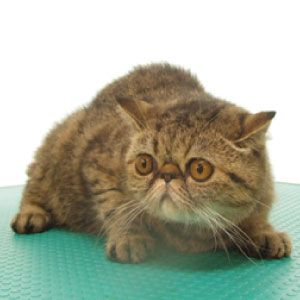 Mixed Media Feed ペットランドホーマック北見店 Line Official Account