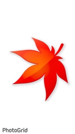 彼岸花開🌺