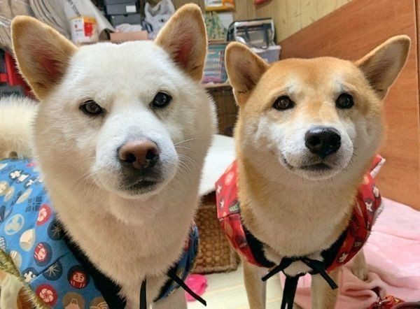 メス犬のおしっこや陰部にまつわるお悩みあれこれ