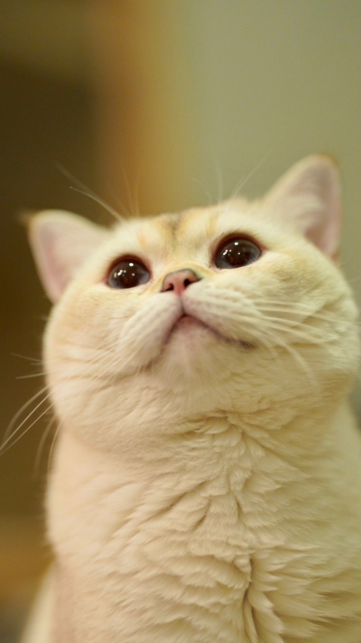 ทาสแมว gogomuffin