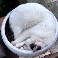 萬芳慈青社-貓貓社團₍˄•༝•˄₎◞✩︎