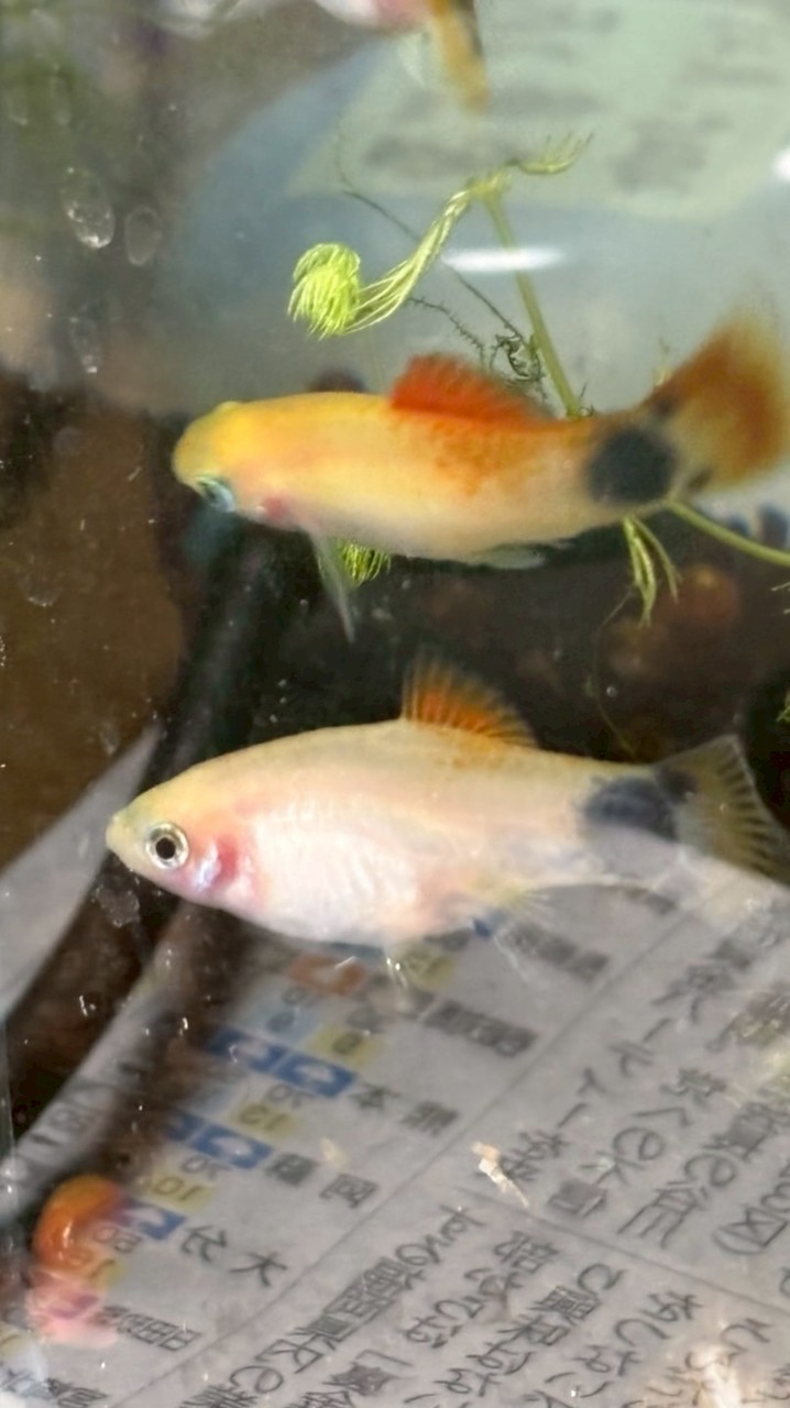 水中の生き物飼ってる人来て〜(*>∀<)ﾉ))