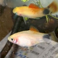 水中の生き物飼ってる人来て〜(*>∀<)ﾉ))