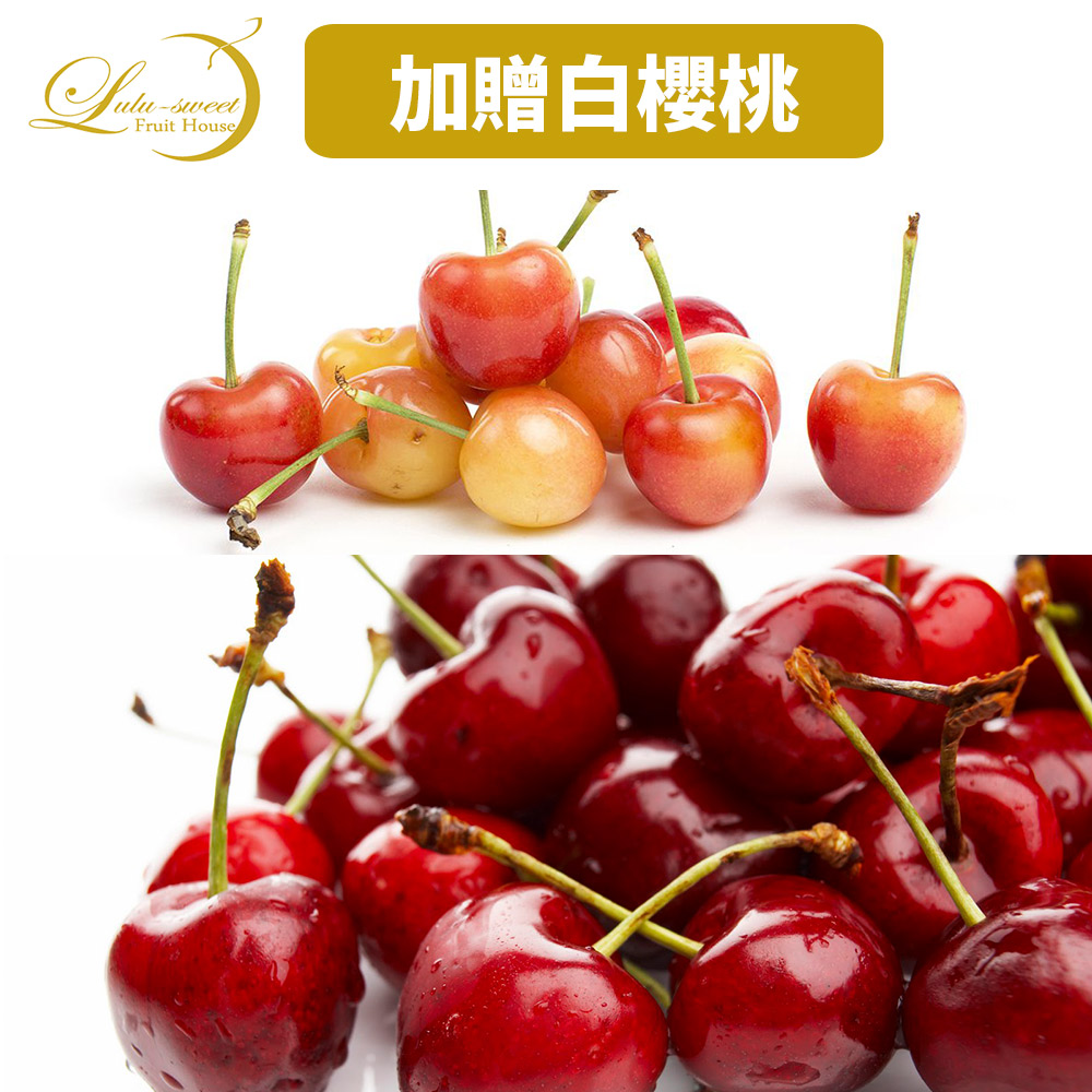 [48小時限定加贈白櫻桃]華盛頓櫻桃9.5R 1.5kg(加贈白櫻桃200g)