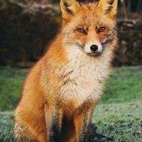 きつねチャット