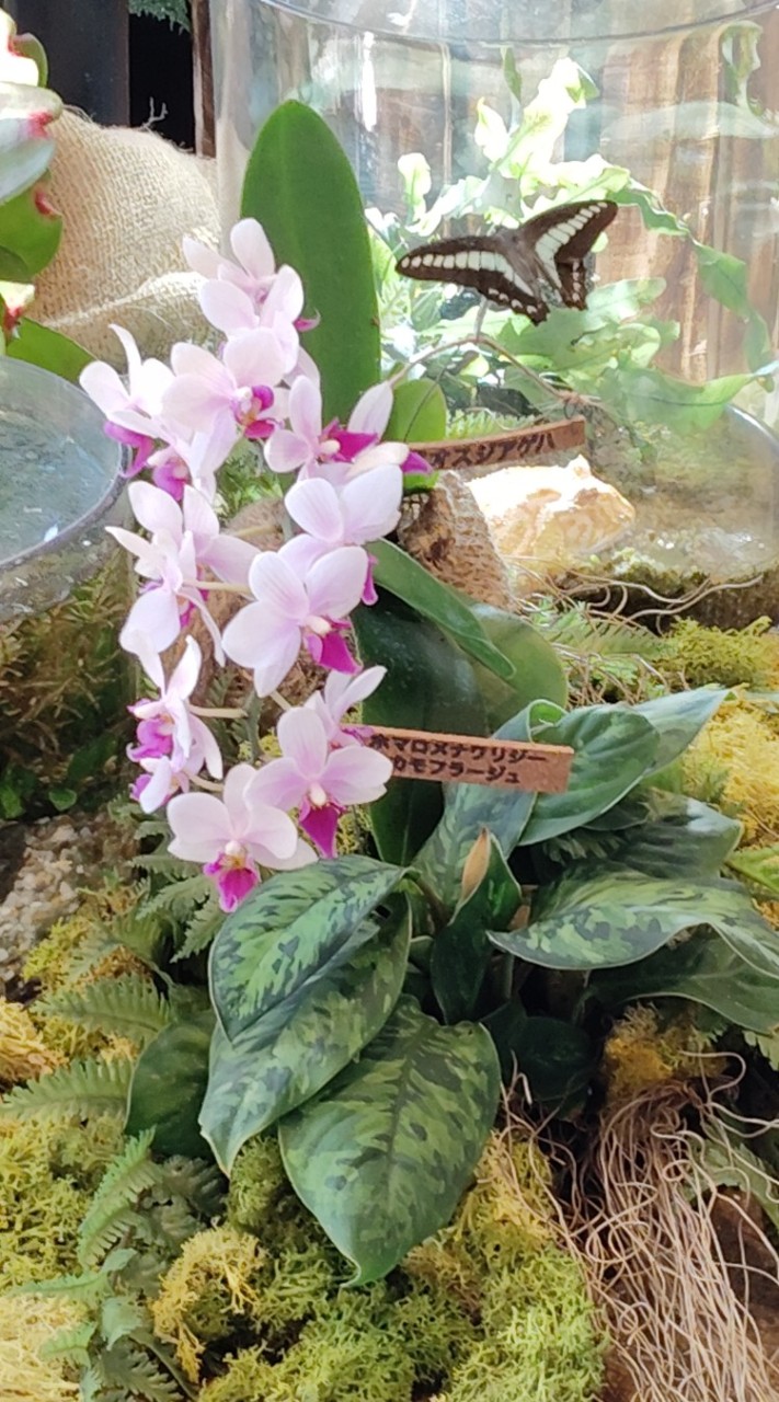オススメしたい推しの植物を載せるオプチャ