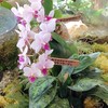 オススメしたい推しの植物を載せるオプチャ