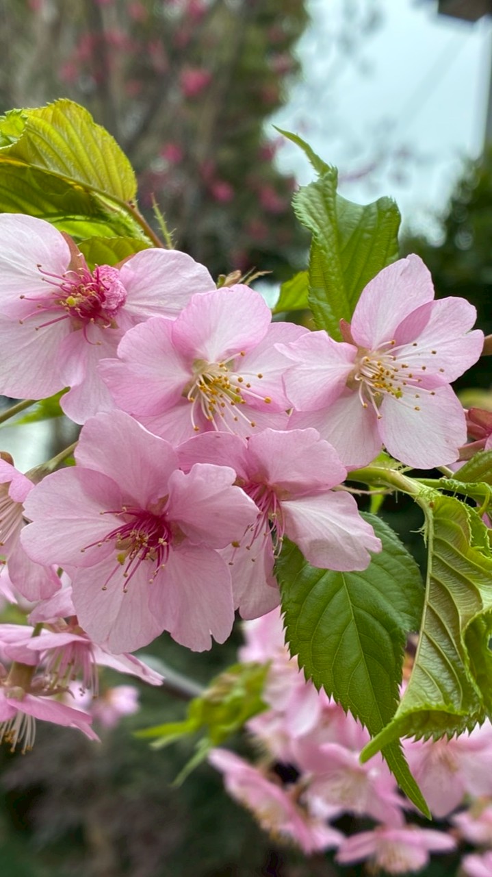 4/2🌸お花見アート🎨イベント