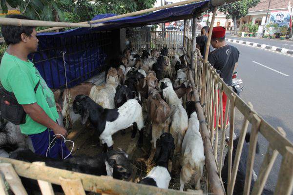 670 Koleksi Sketsa Gambar Hewan Kurban Gratis