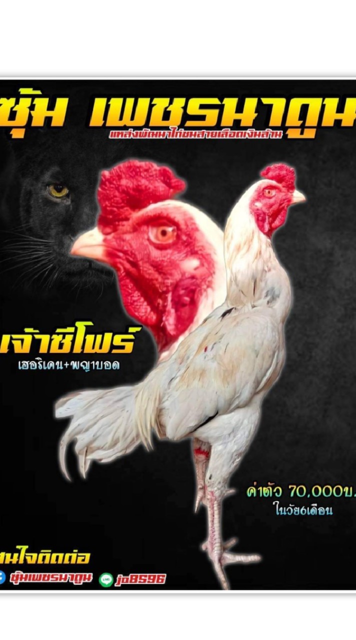 เจ้าซีโฟร์ ซุ้มเพชรนาดูน