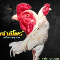 เจ้าซีโฟร์ ซุ้มเพชรนาดูน