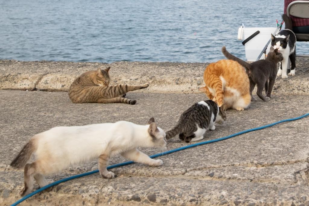 じゃれねこ『7月☆30 人魚♡①』 人魚♡①』 じゃれねこ『7月☆30
