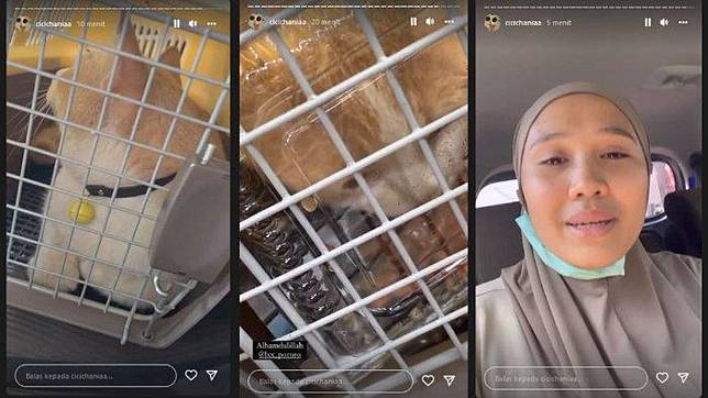 Sempat Hilang hingga Trending di Twitter, Pororo Kucing Viral TikTok  Akhirnya Ditemukan | Tribunnews.com | LINE TODAY