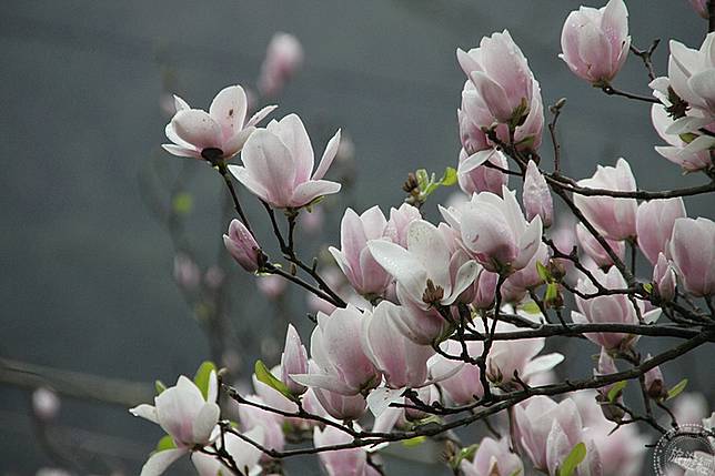 淡水楓樹湖粉色木蓮花花開正美 旅遊經 Line Today