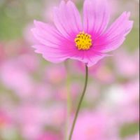 🐿💛くるみﾀﾝの♪50代~の穏やかで平和な雑談＆カラオケ部屋🎤