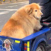 汪汪大本營