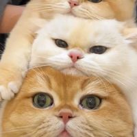 KEYPET SHOP