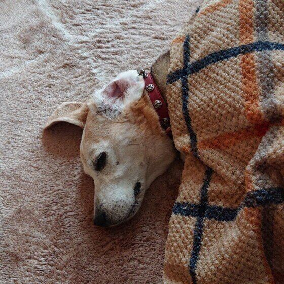 犬がこたつに入る理由 気を付けるポイントを獣医師が解説 いぬのきもちnews