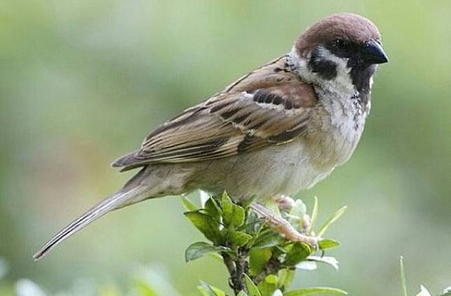 Kisah Burung Pipit yang Terus Membawa Batu Kesedihannya ke Mana pun Dia