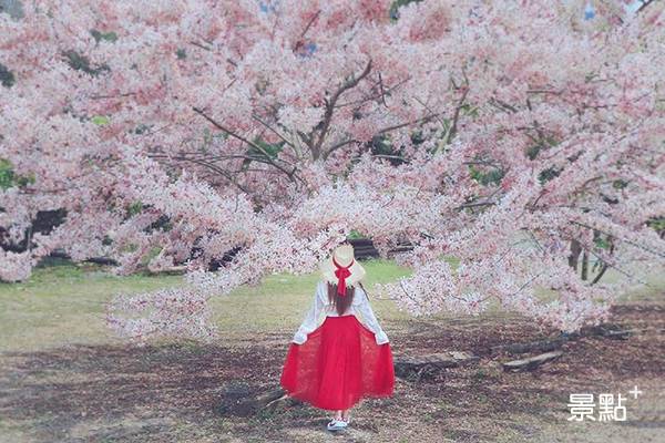 秒飛日本櫻花美景 爆炸盛開花旗木粉色花海 景點家 Line Today