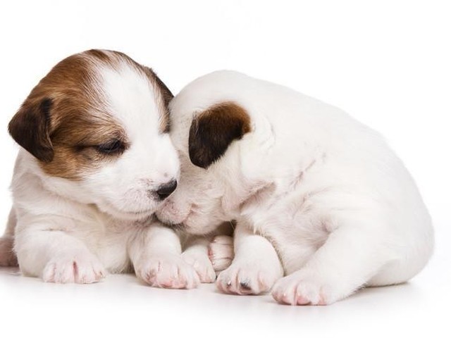 犬が生理になったときの対応と気を付けたいこと いぬのきもちnews