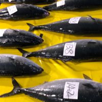 お魚の買い物や魚料理の情報交換会