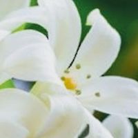 ครูและบุคลากร สพม สระแก้ว