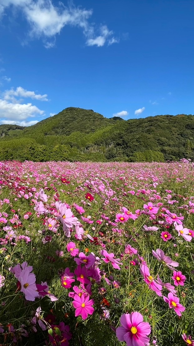 山口区お知らせ配信