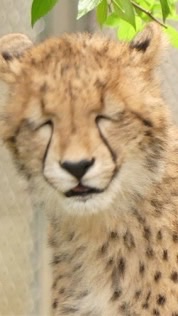 ガオガオ部屋🐆動物占いチーター限定