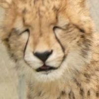 ガオガオ部屋🐆動物占いチーター限定