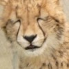 ガオガオ部屋🐆動物占いチーター限定