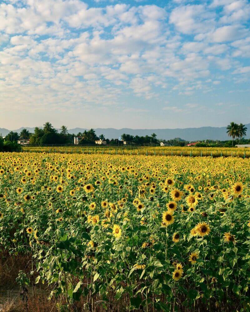 全台向日葵懶人包｜杉林花海