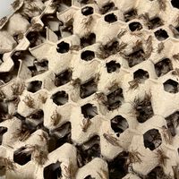 高雄-蟋蟀工廠