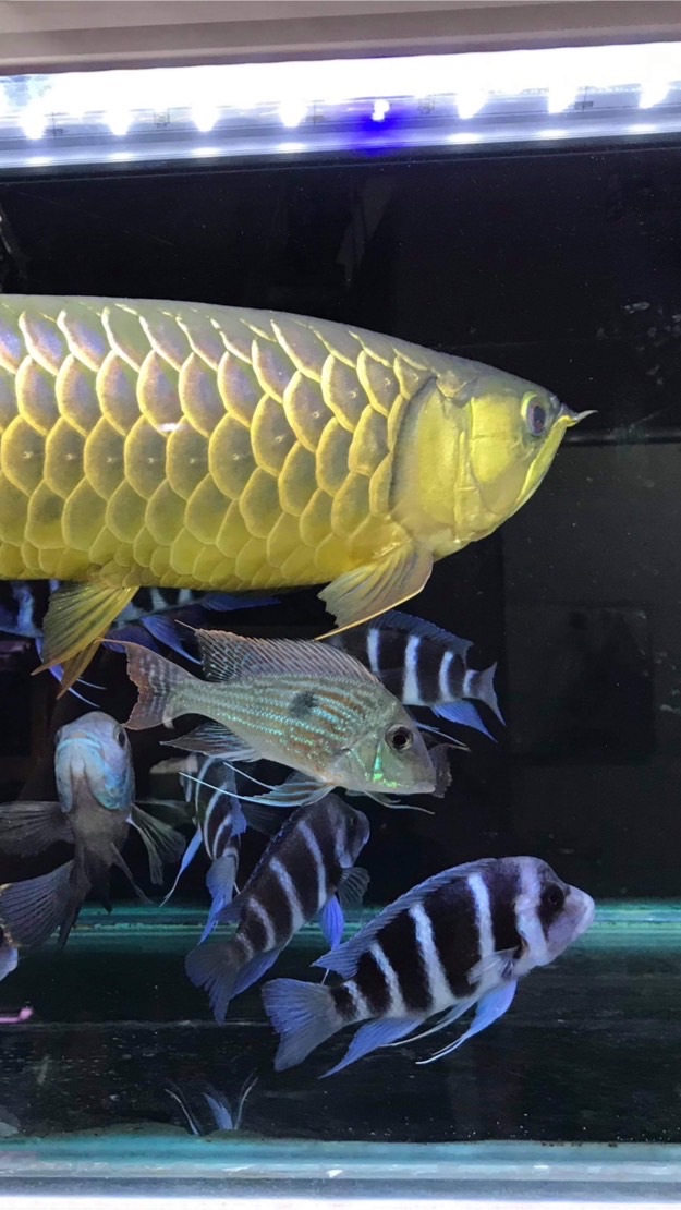 小宇水族