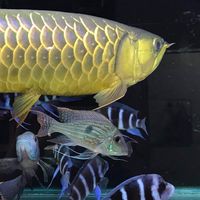 小宇水族