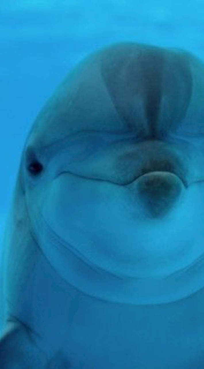 รวมสัตว์น้ำปัญญาอ่อน🦭🐋🪼🐬