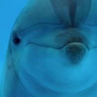 รวมสัตว์น้ำปัญญาอ่อน🦭🐋🪼🐬
