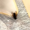 とんどこ紙相撲大会　チームやまびこ