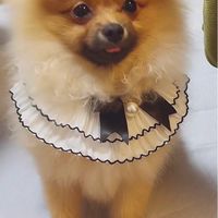 フーちゃん🐶🥐チル部屋