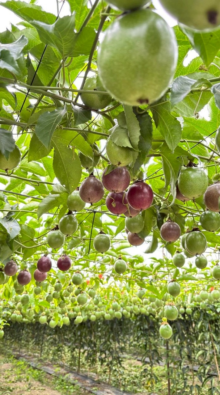 งานไต้หวัน🍅