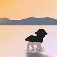 aasheep ent