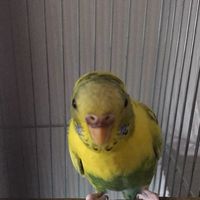 ゼーイカのおぷちゃ