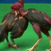 คลิป-ข่าวสาร คู่เด็ดคู่ดังไก่ชน by. ส.แอบแดก