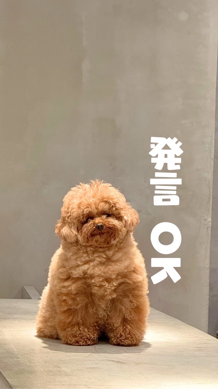 【スパファン】むぎっこ🧸💫
