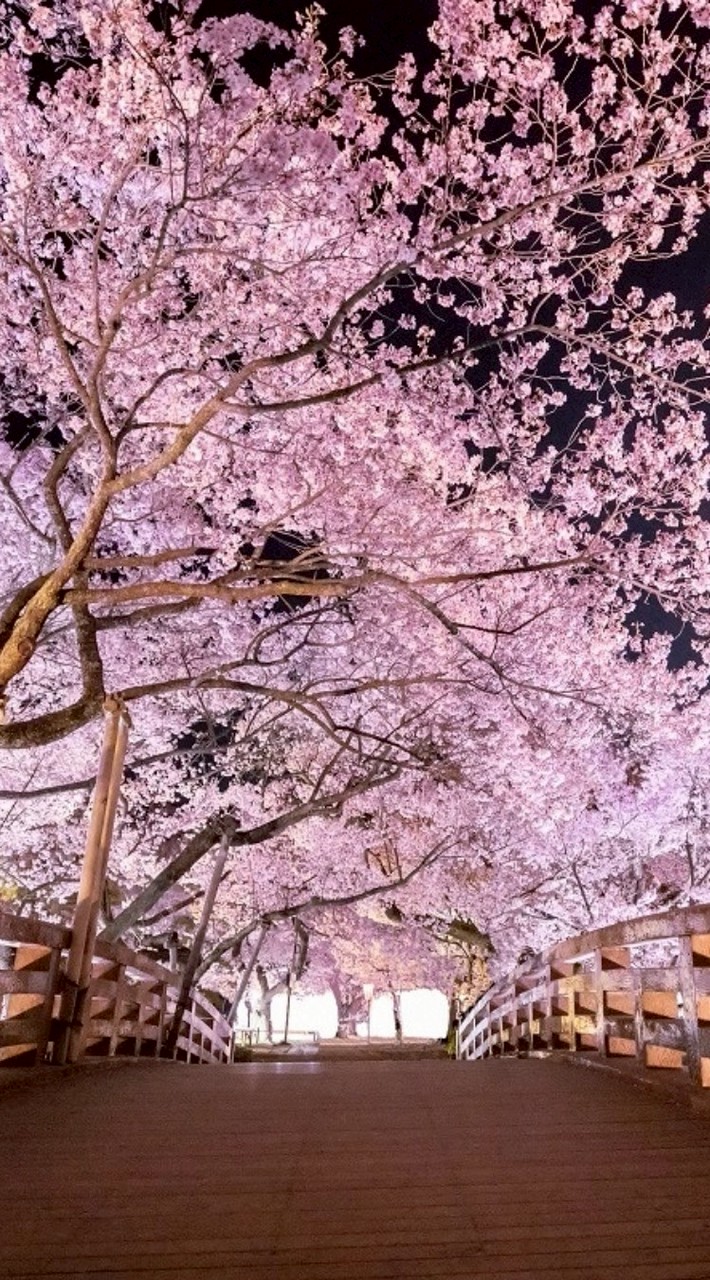（桜）SAKURA　MetalSteam