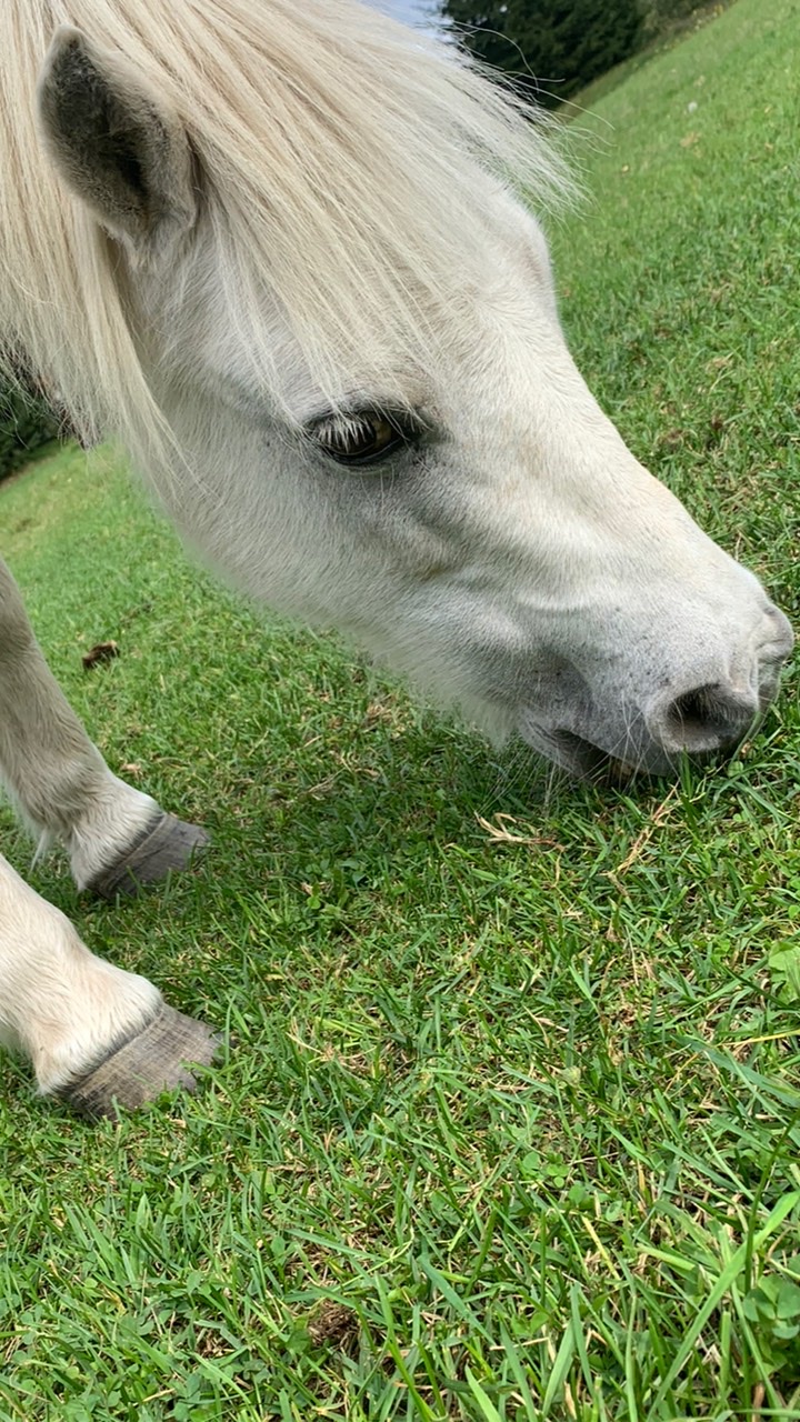 みんなでワクワク競馬 OpenChat