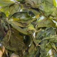 優良茶比賽